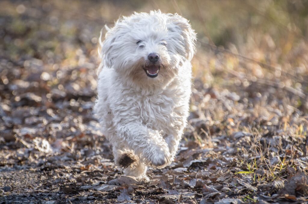 Coton de Tulear Puppy