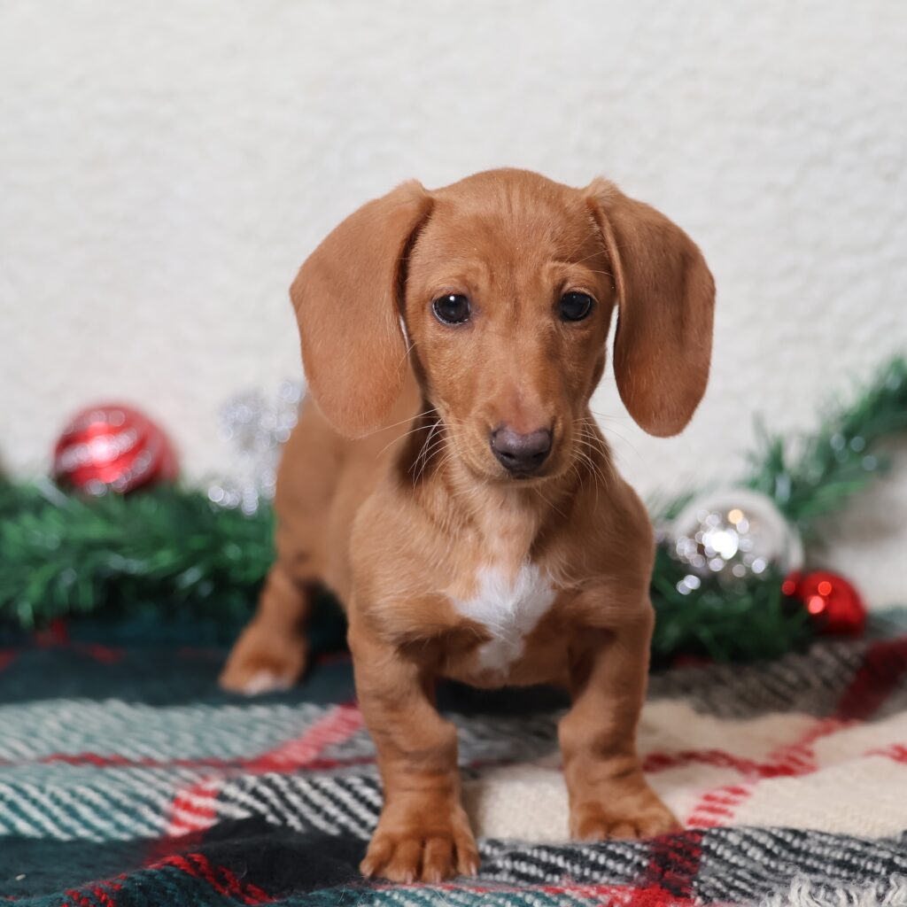 dachshund puppy pa
