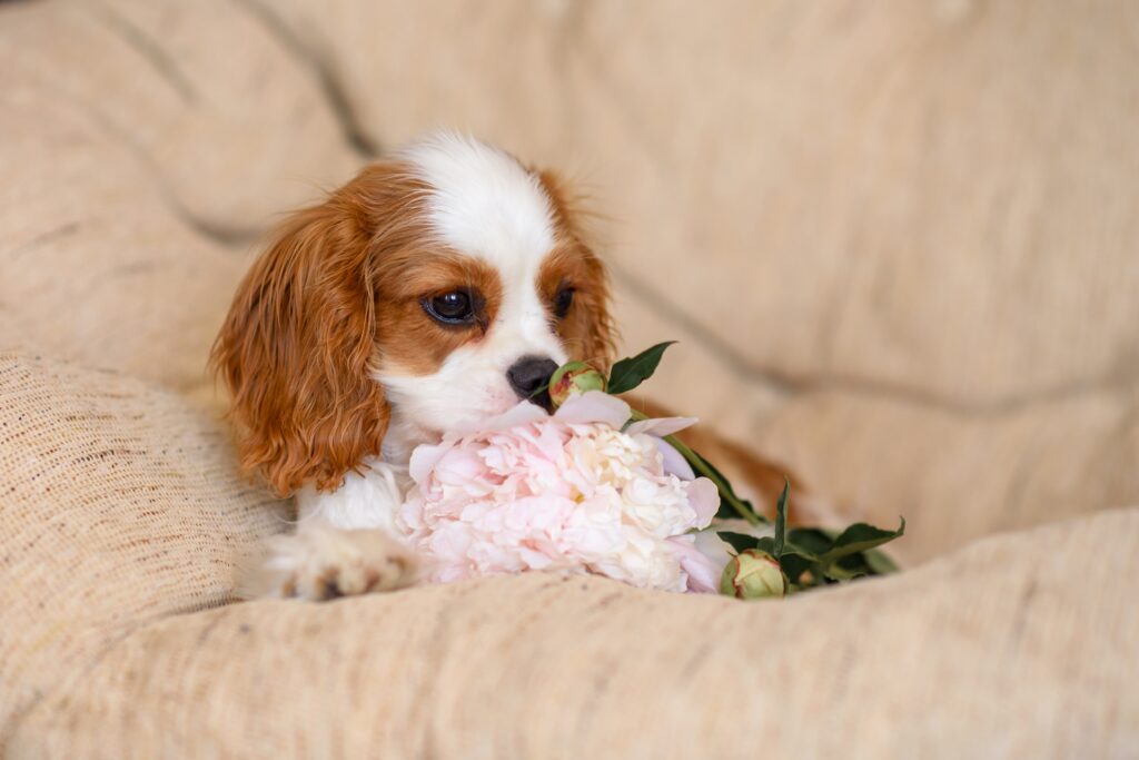 king charles cavalier puppies
