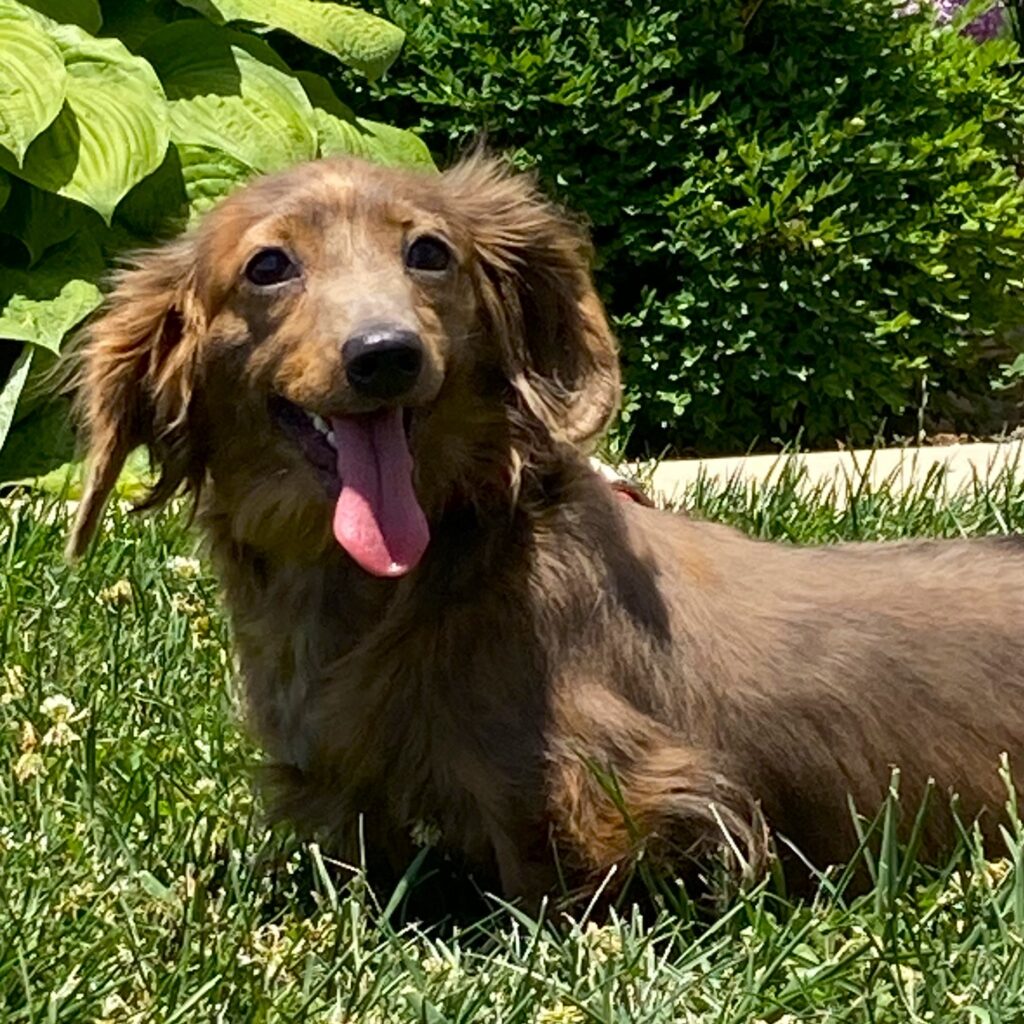 Adult Dachshund Sadie