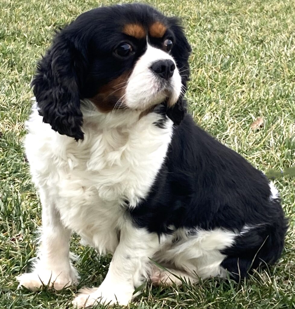 Cavalier Adult Bamboo