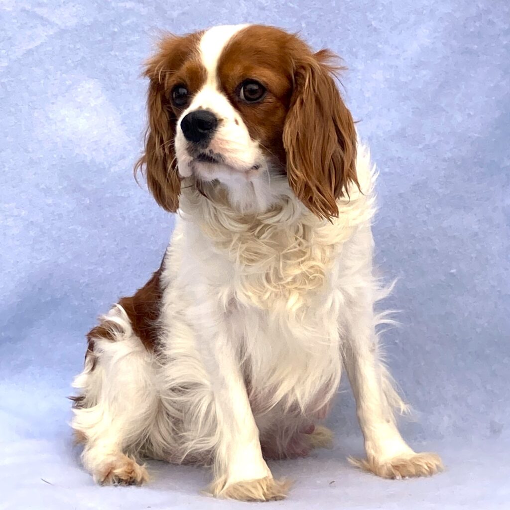 Cavalier Adult Caramel