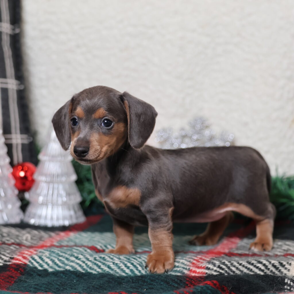 dachshund puppies