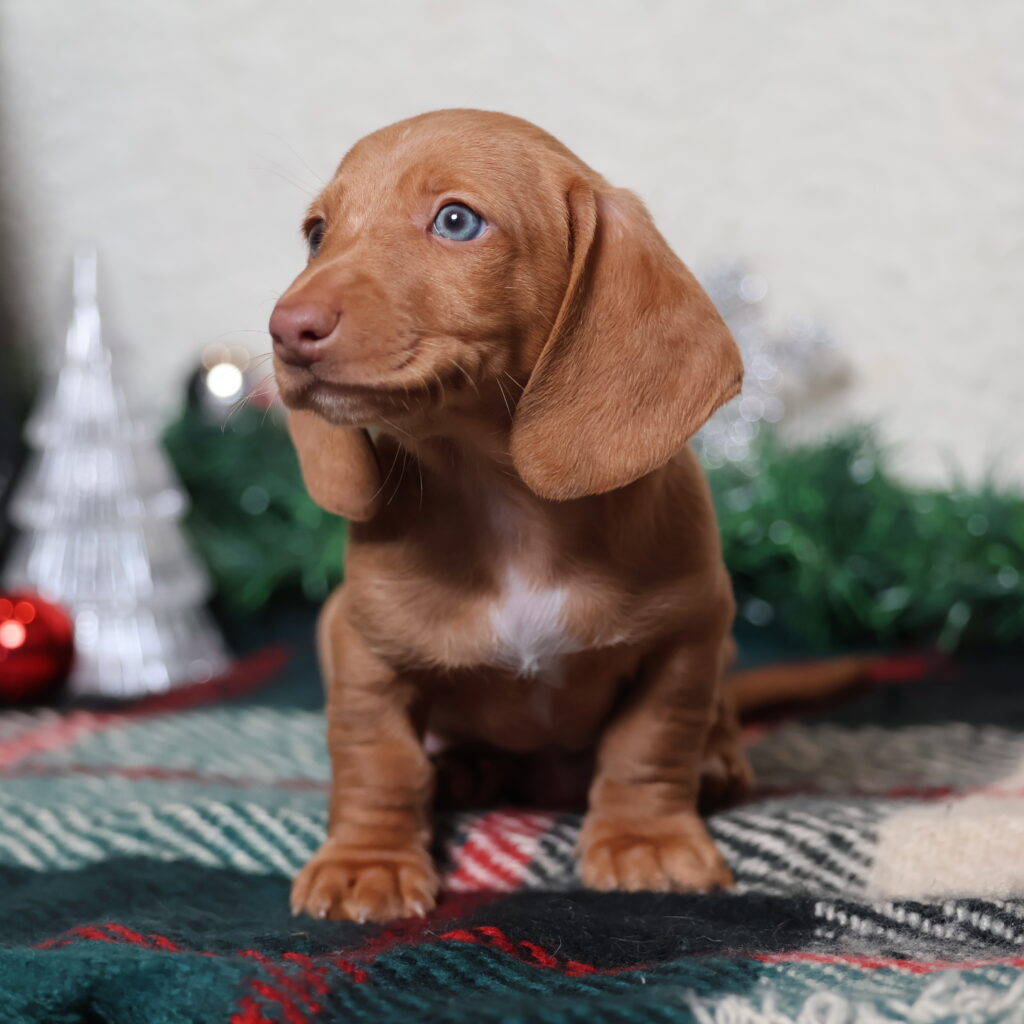 dachshund puppies near me