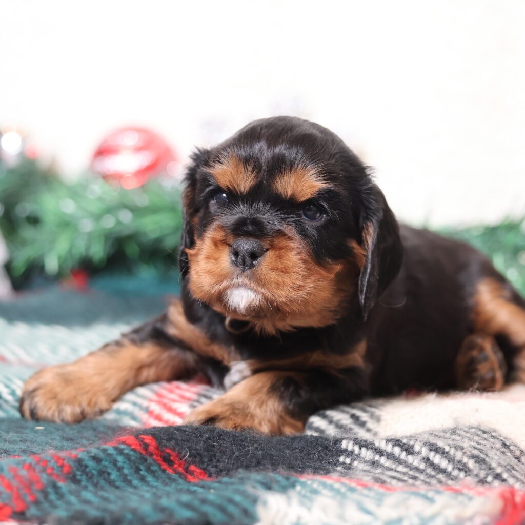 black and tan cavalier