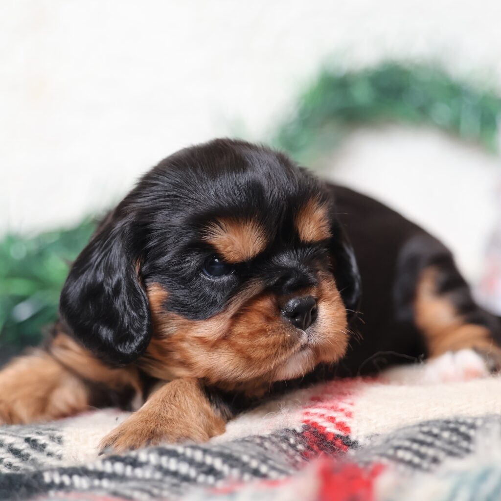 black and tan cavalier