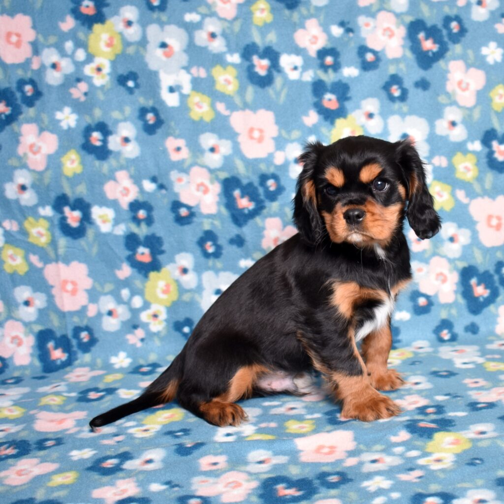 black and tan cavalier