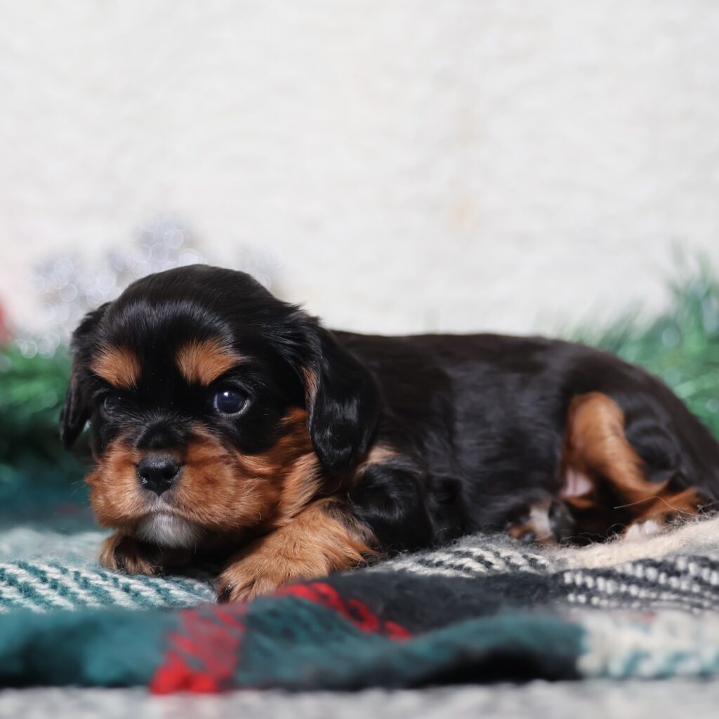 black and tan cavalier for sale