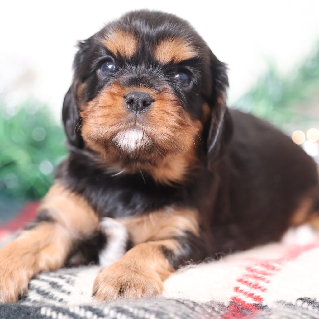 black and tan cavalier for sale