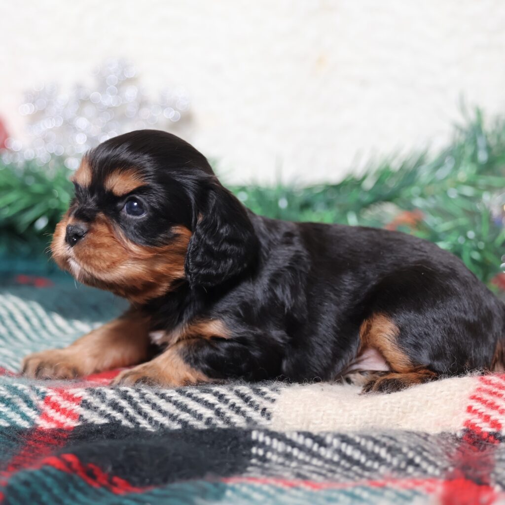 black and tan cavalier king charles