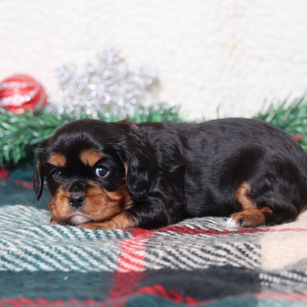 black and tan cavalier king charles for sale