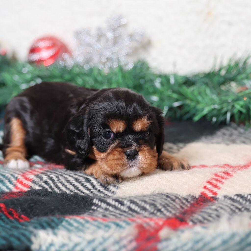 black and tan cavalier king charles spaniel