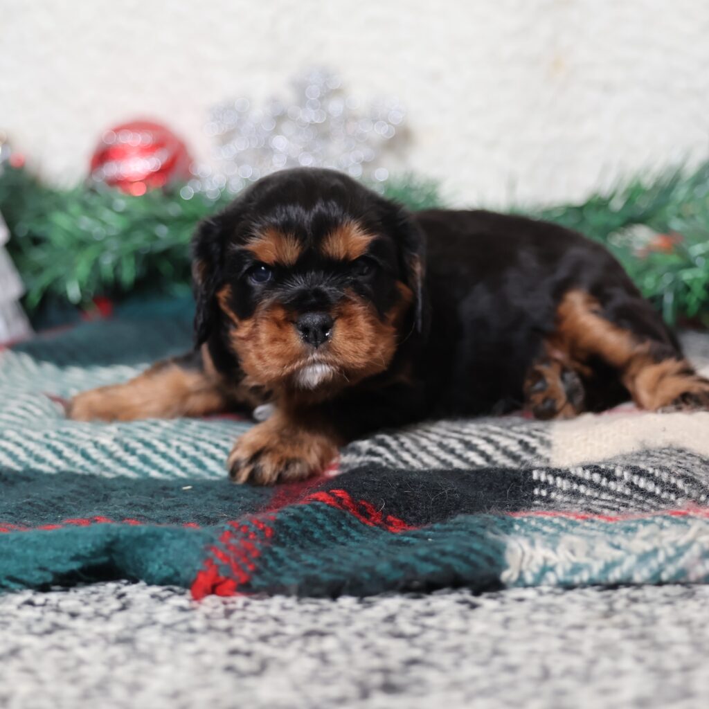 black and tan cavalier king charles spaniel