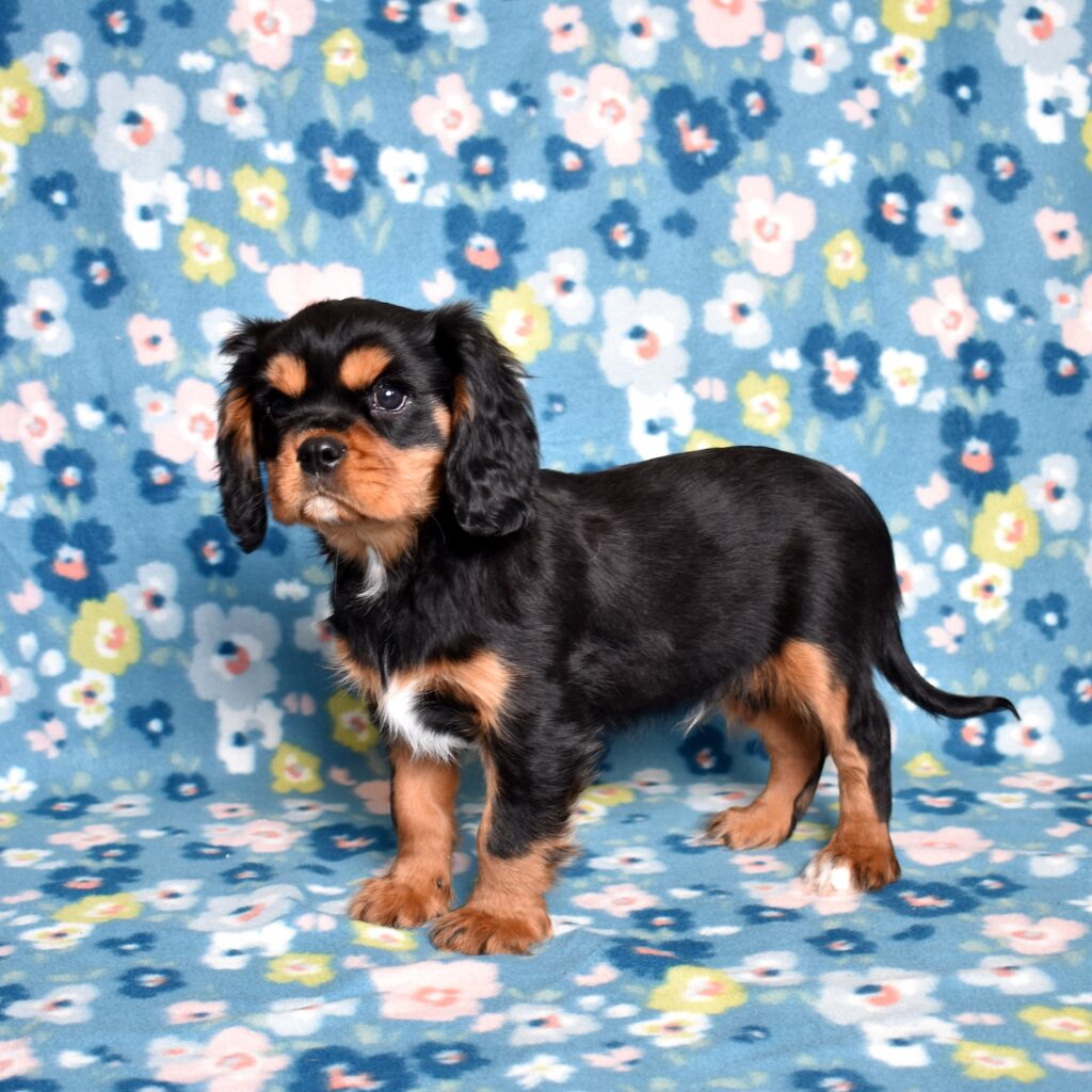 black and tan cavalier king charles spaniel