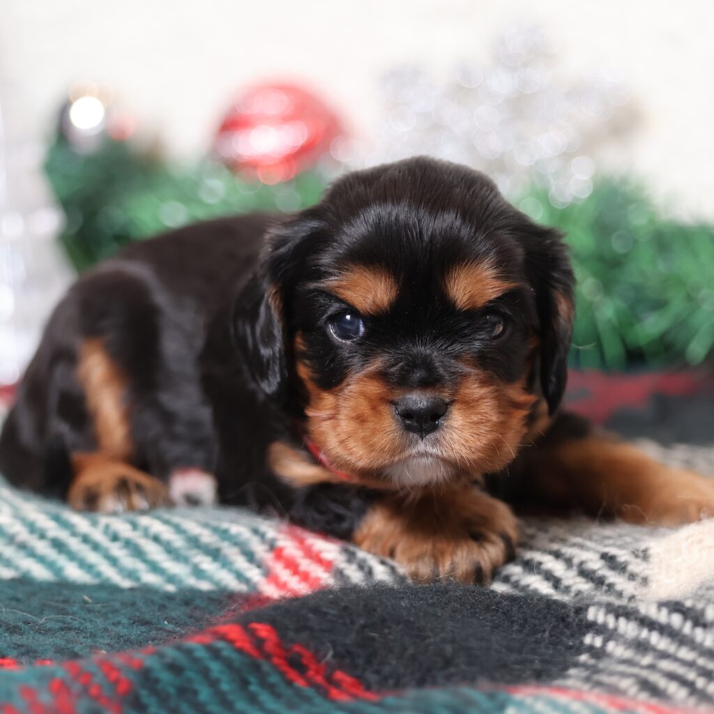 black and tan cavalier king charles for sale