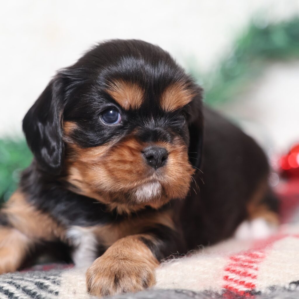 black and tan cavalier king charles spaniel for sale