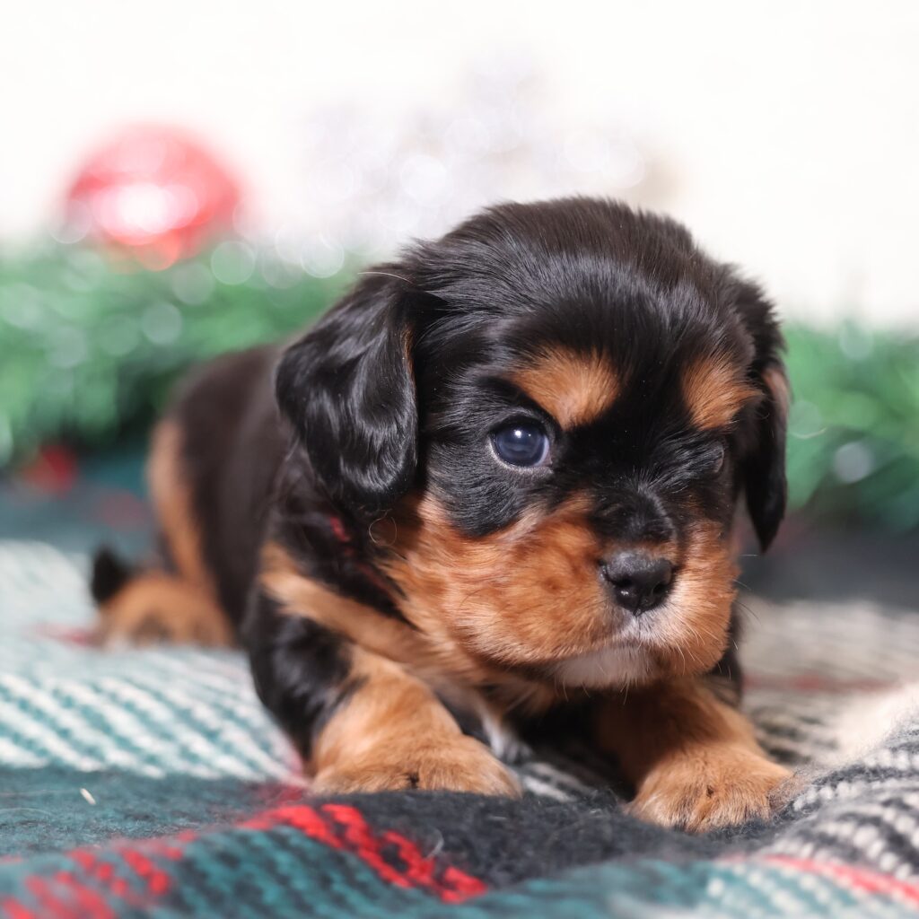 black and tan cavalier king charles spaniel puppies for sale