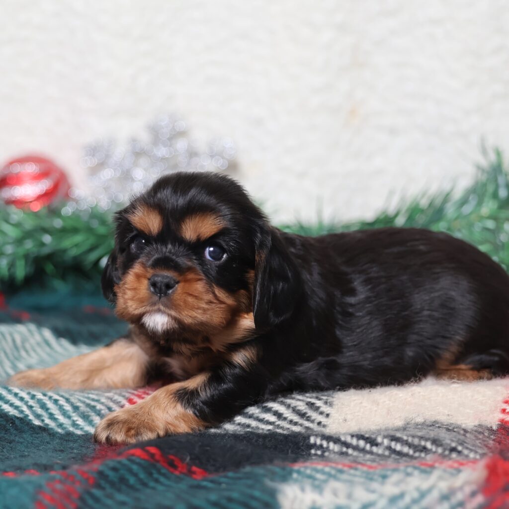 black and tan cavalier king charles spaniel puppies for sale
