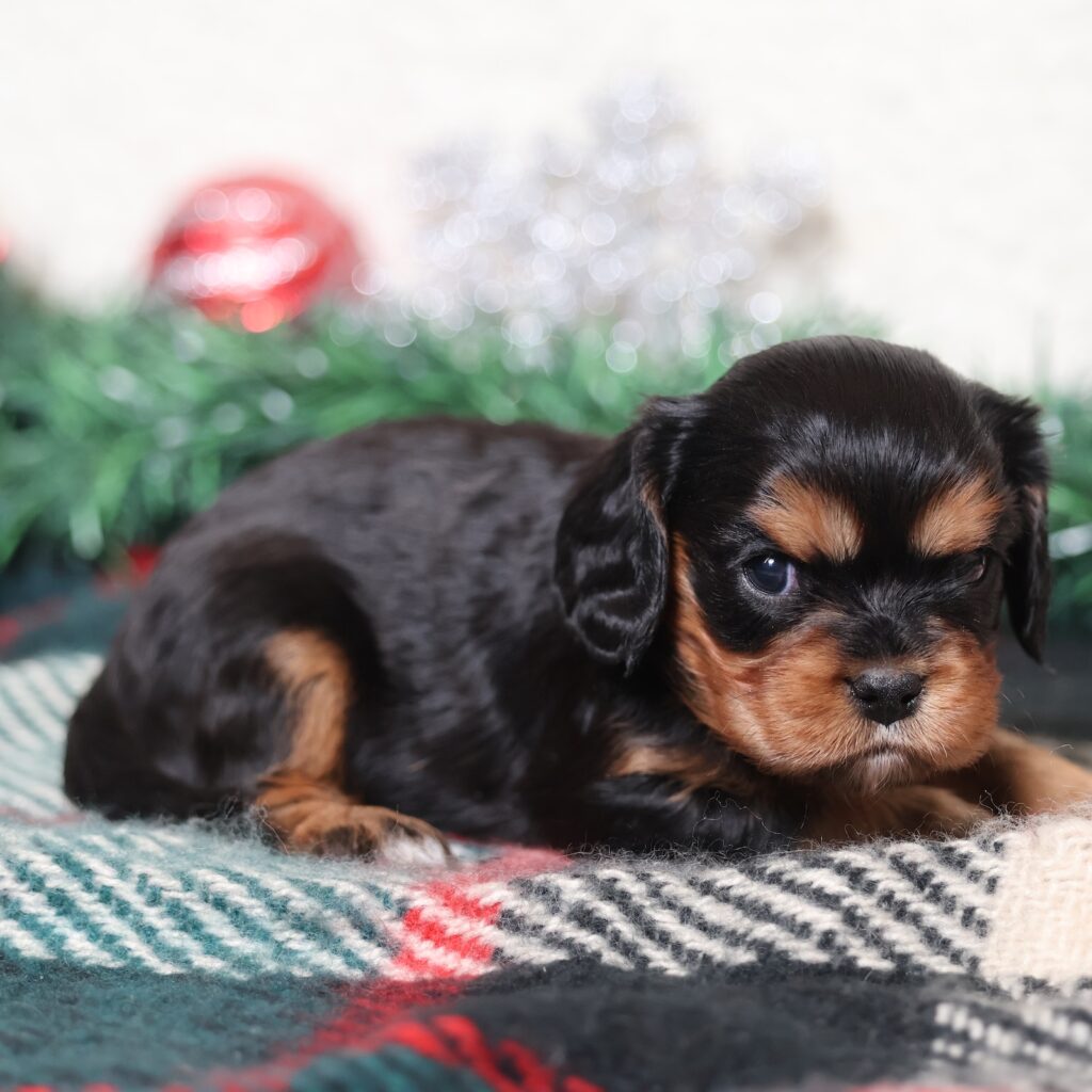 black and tan cavalier king charles spaniel puppy