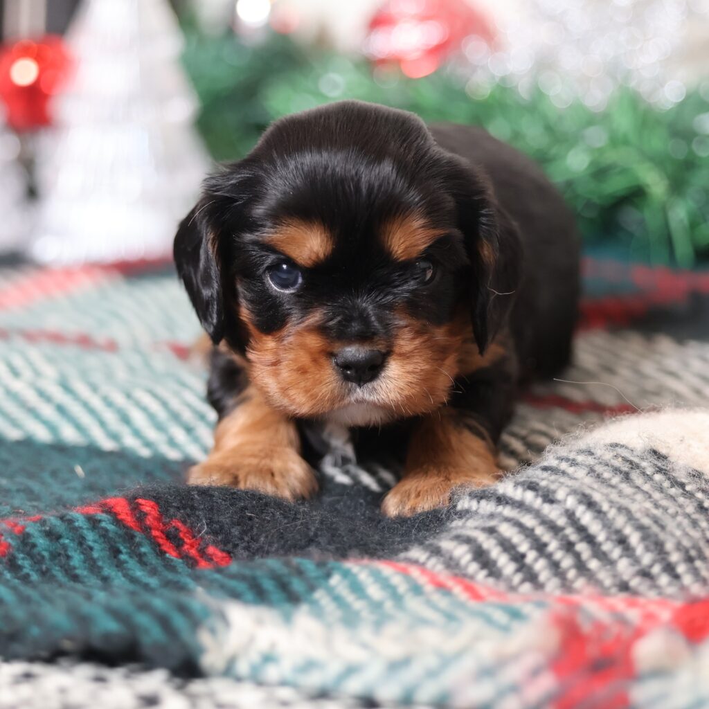 black and tan cavalier puppies