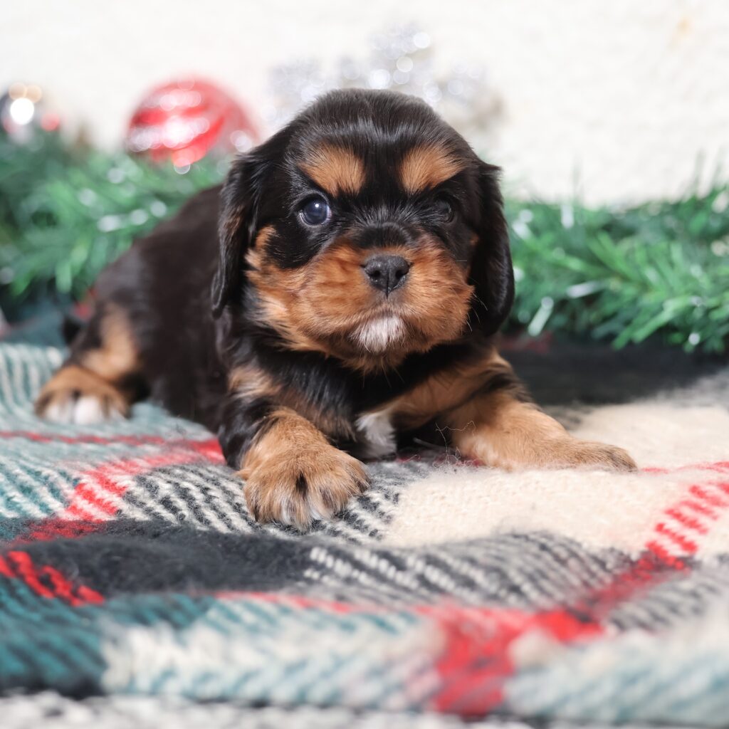 black and tan cavalier puppies