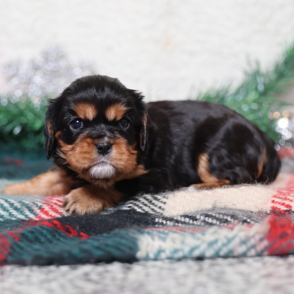 black and tan cavalier puppy