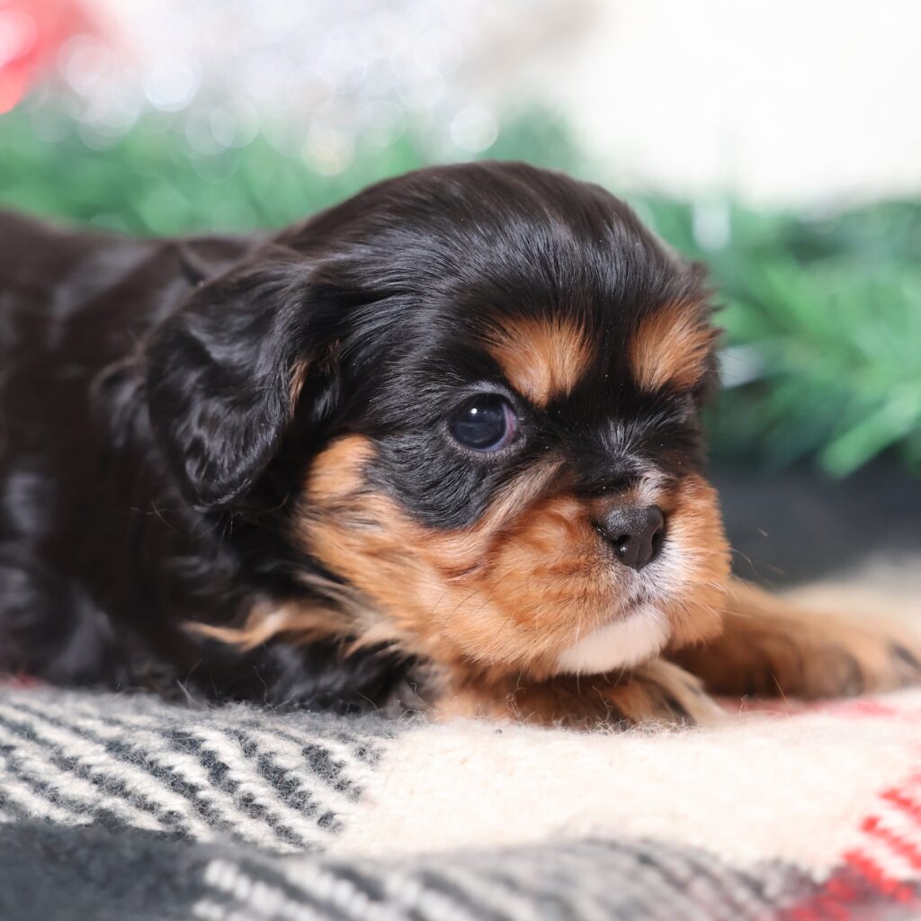 black and tan cavalier spaniel
