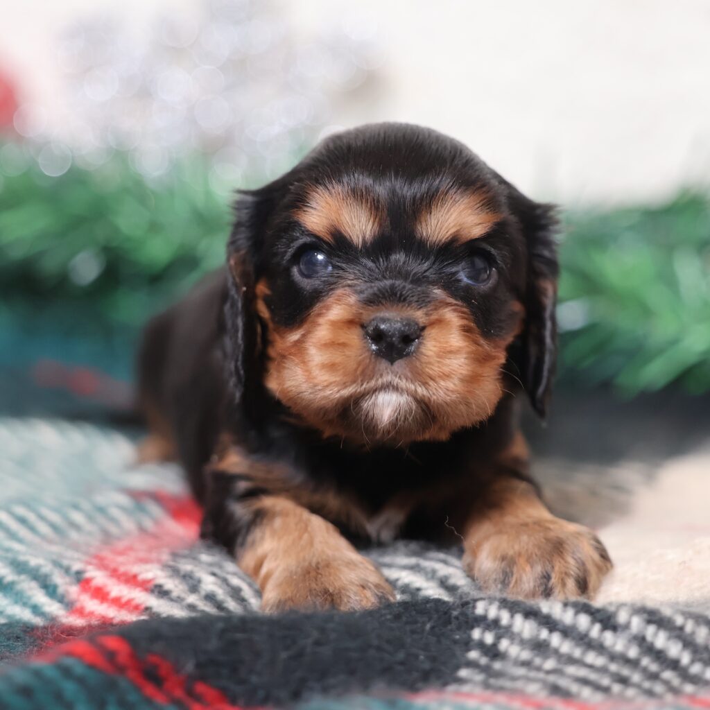 black and tan king charles cavalier
