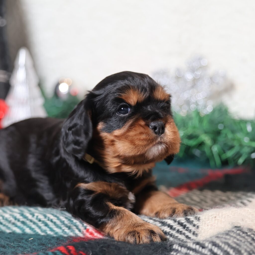 black and tan king charles cavalier