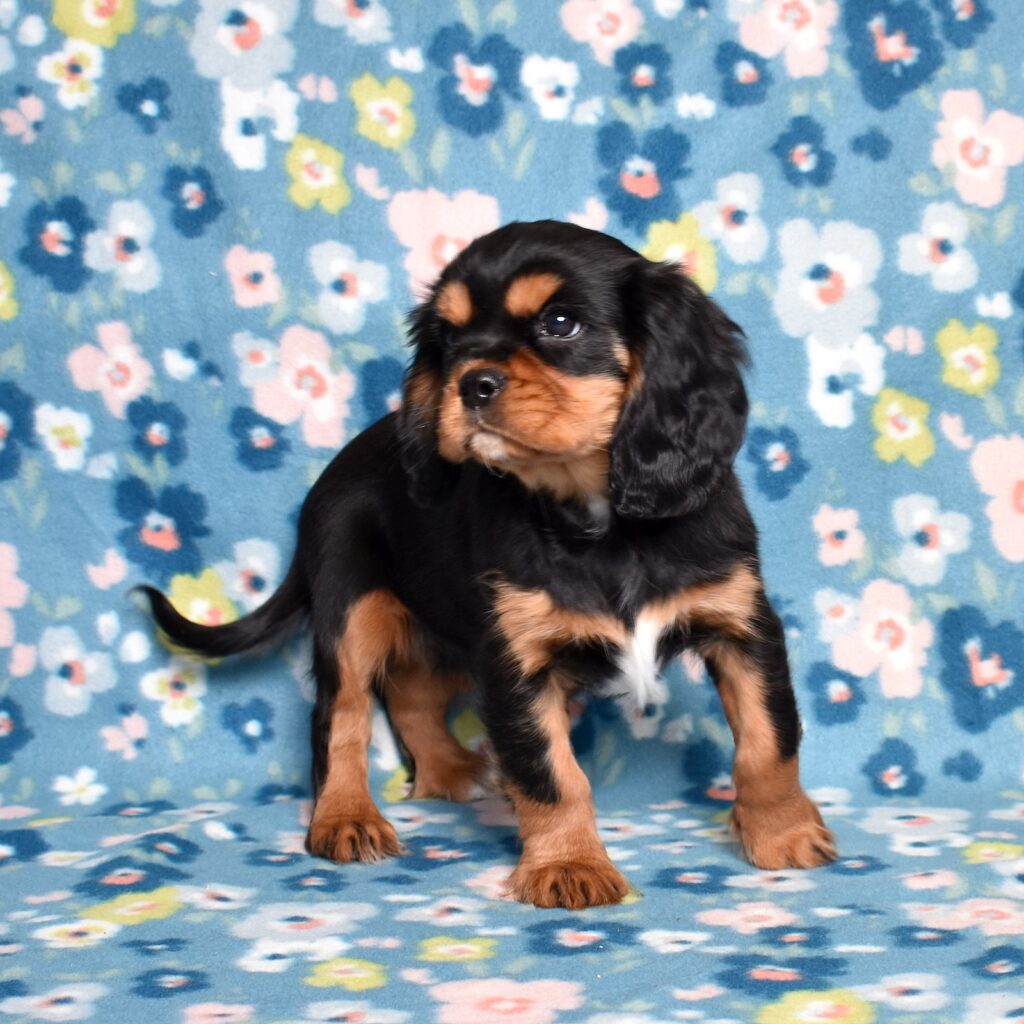 black and tan king charles cavalier