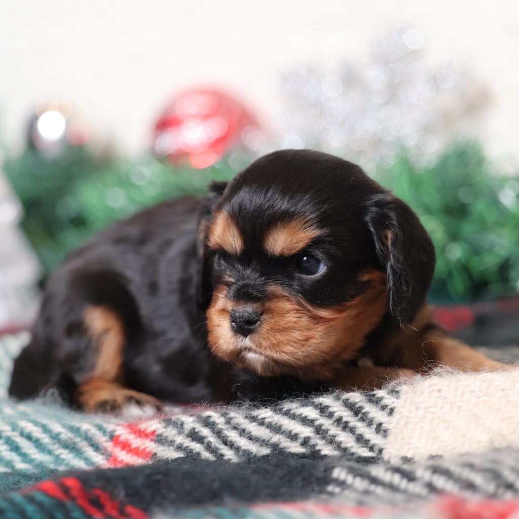 black and tan king charles cavalier puppies for sale