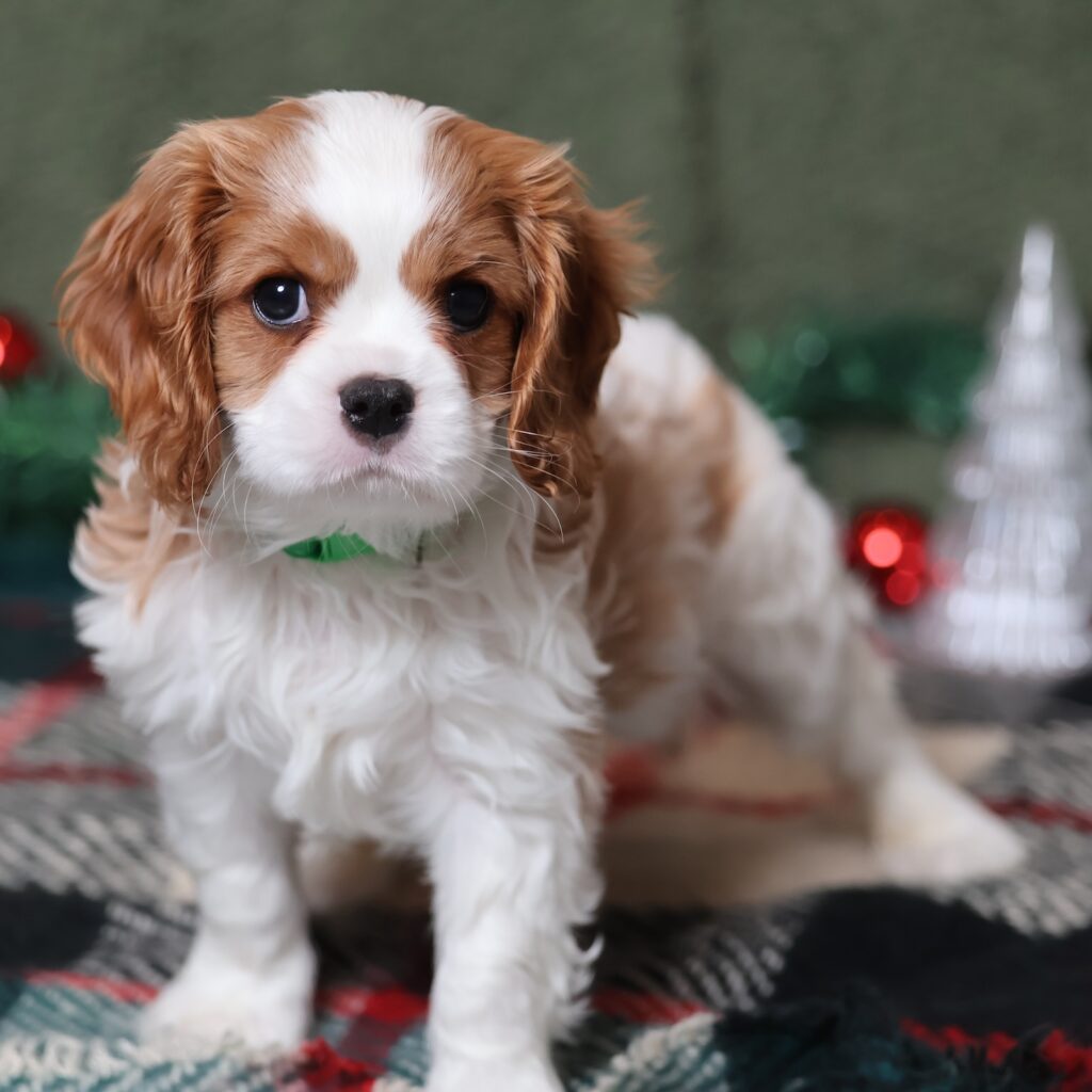 blenheim cavalier king