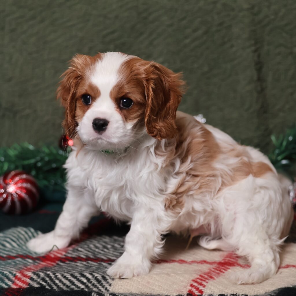 blenheim cavalier king charles