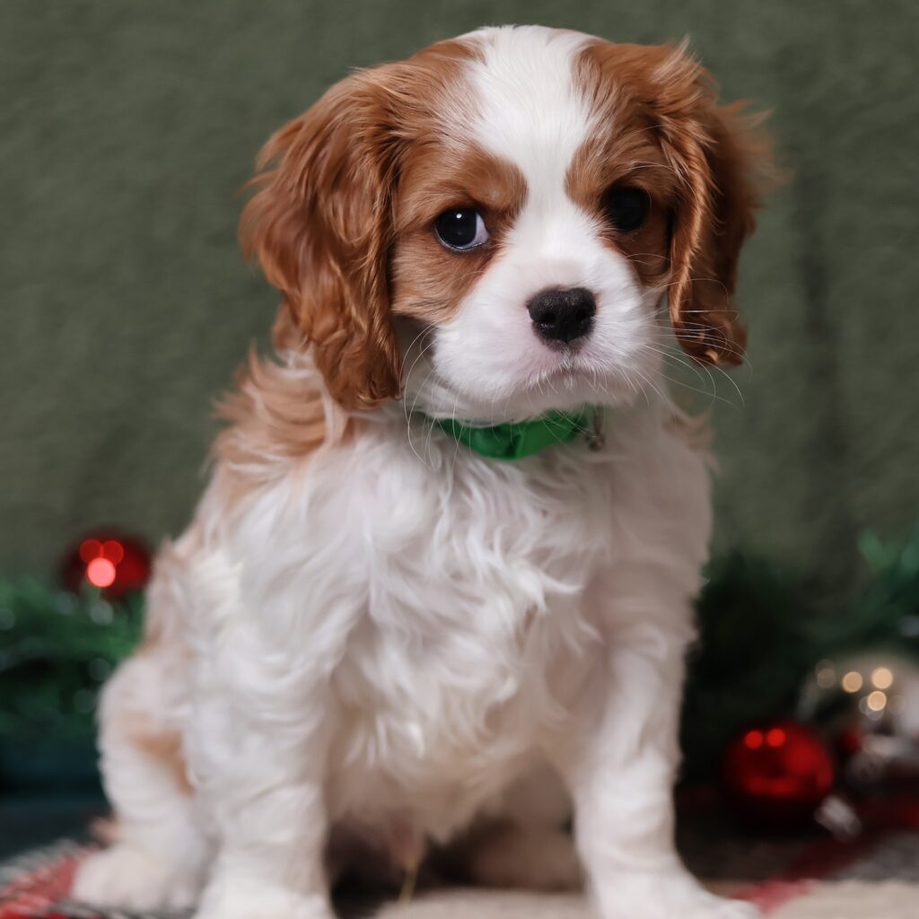 blenheim cavalier king charles spaniel