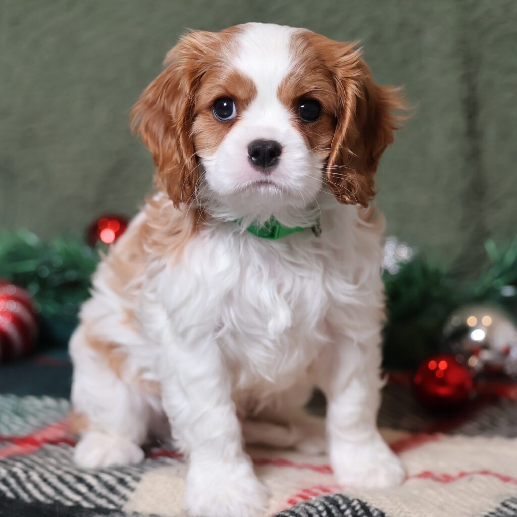 blenheim cavalier puppy