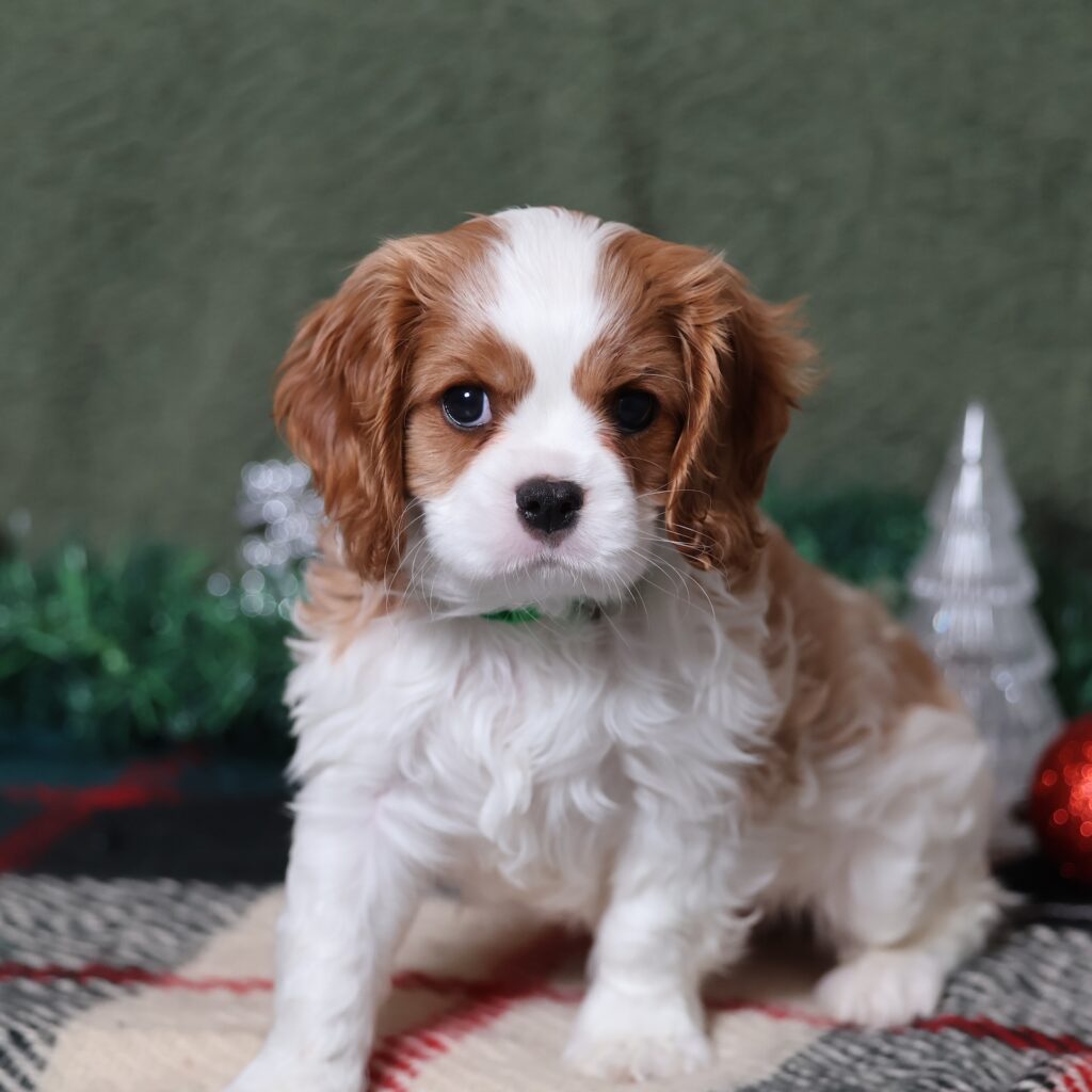 blenheim cavalier spaniel