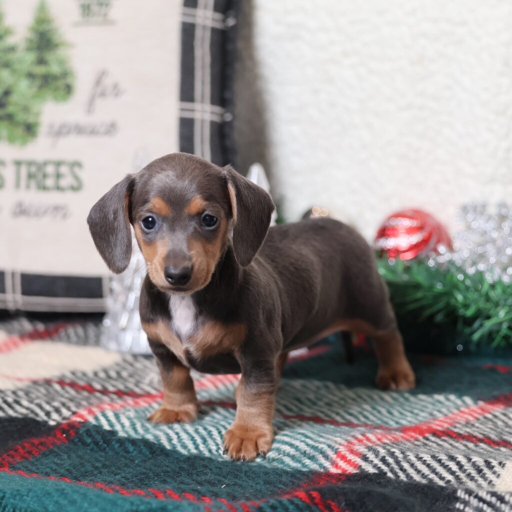 blonde dachshund short hair