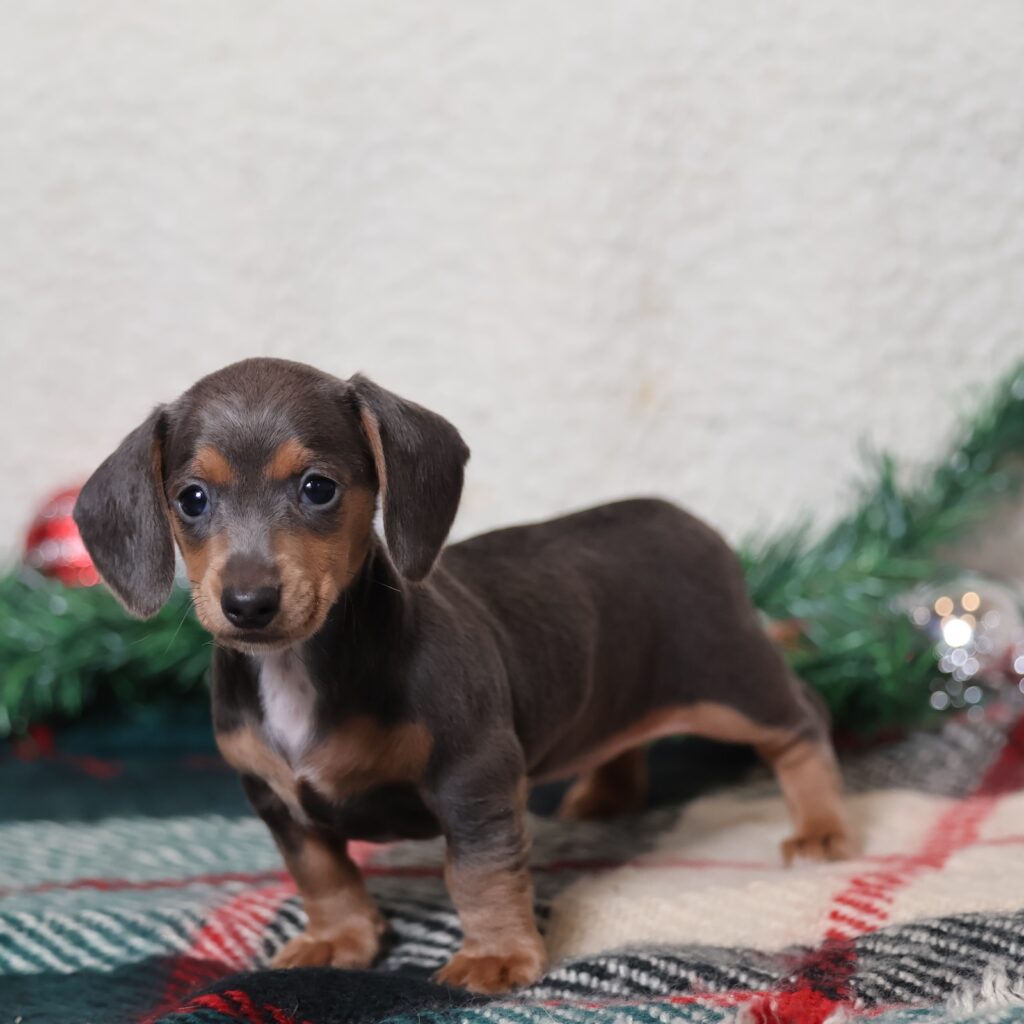 brown short haired mini dachshund