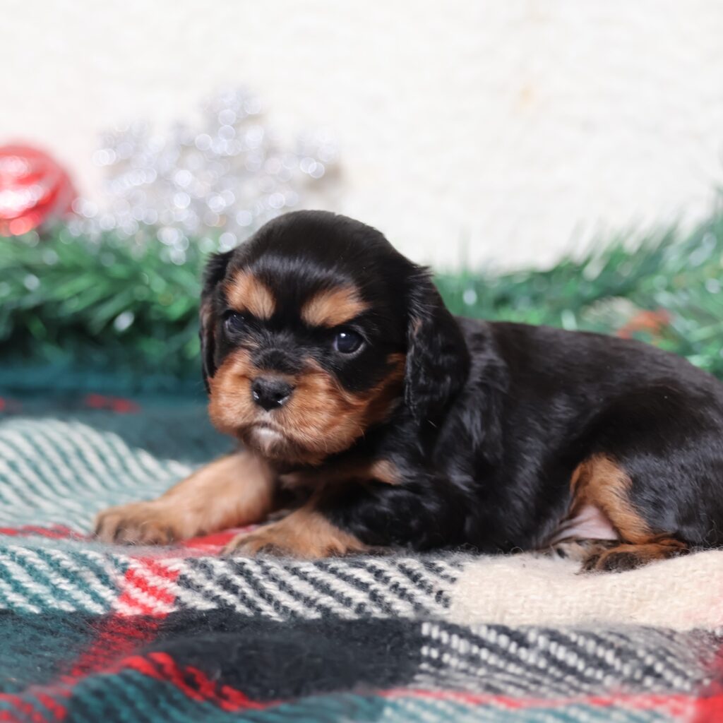 cavalier black and tan