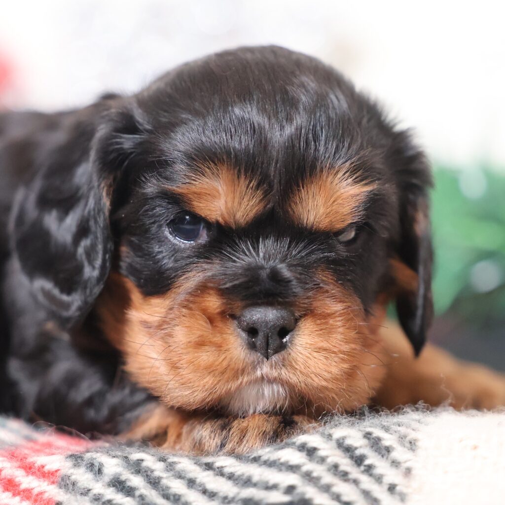 cavalier black and tan