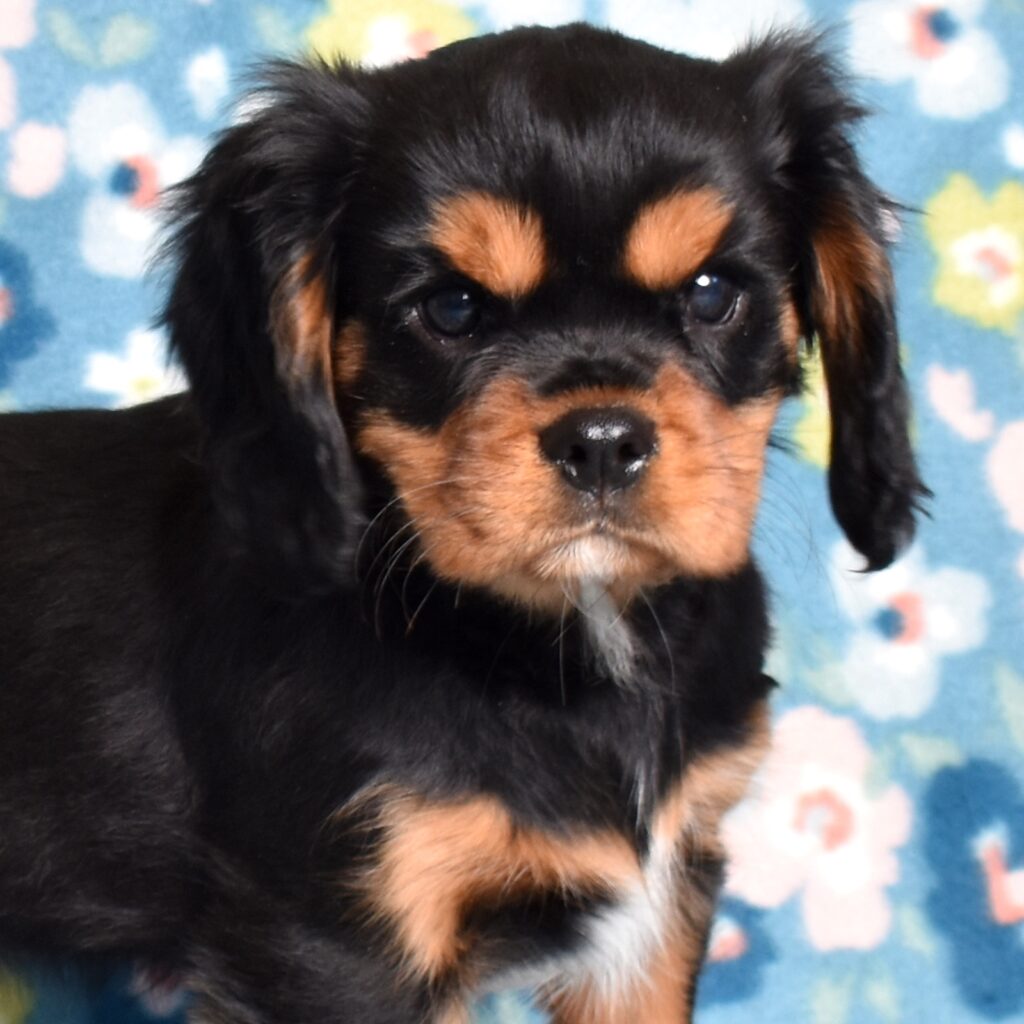 cavalier black and tan