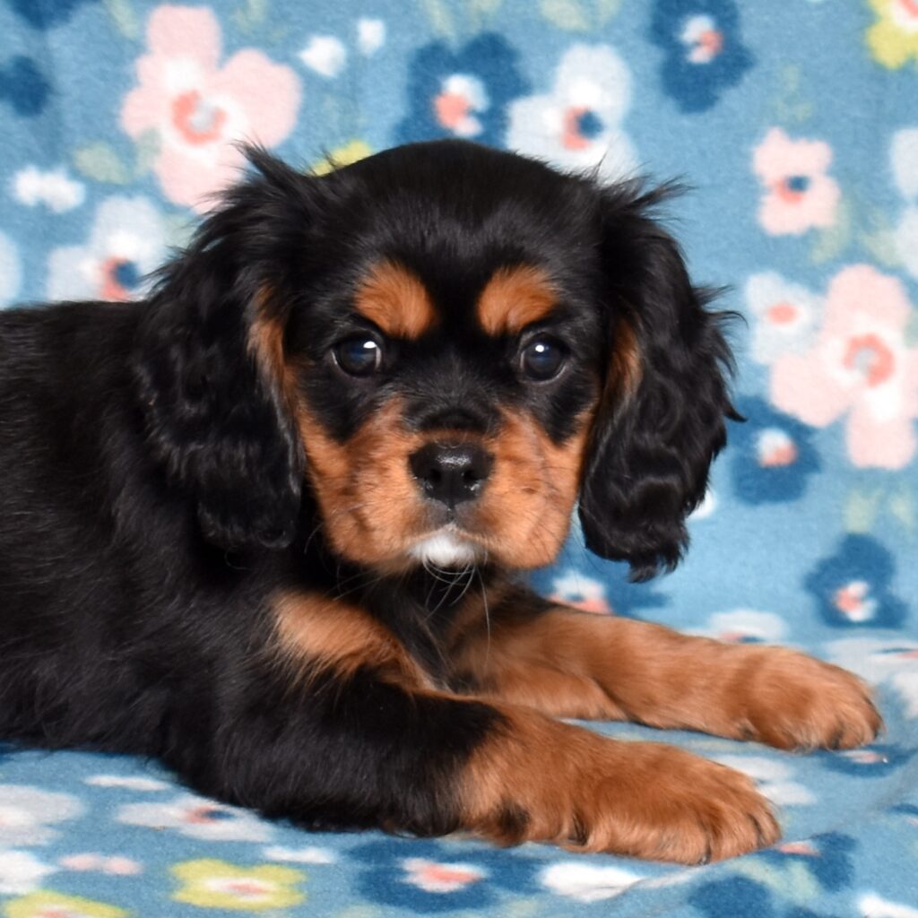cavalier charles puppy