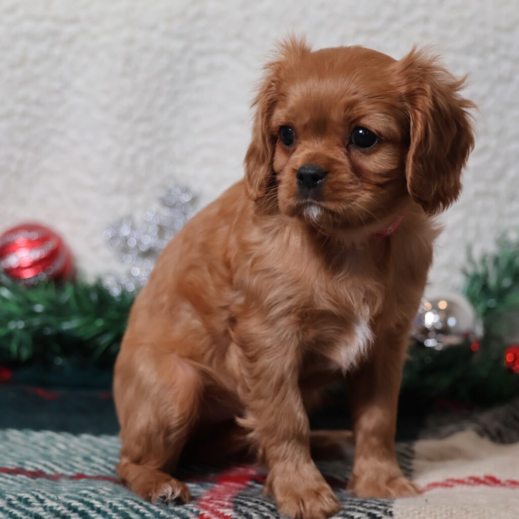 cavalier charles puppy