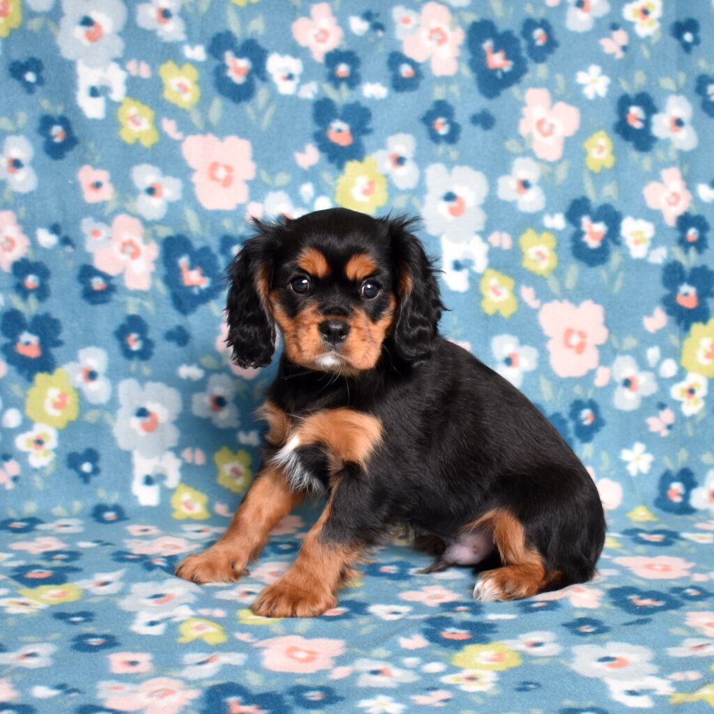 cavalier charles spaniel puppies for sale
