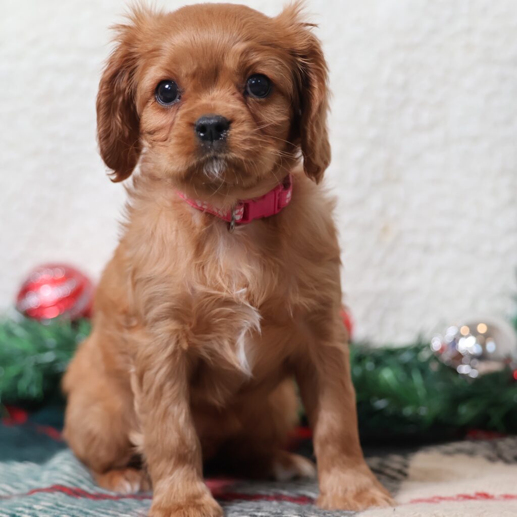 cavalier charles spaniel puppies for sale