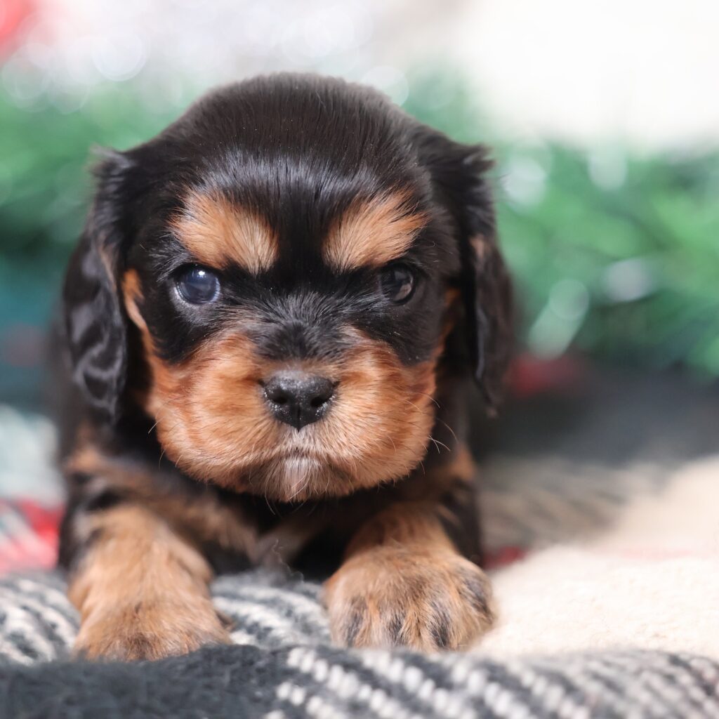 cavalier king charles black and tan