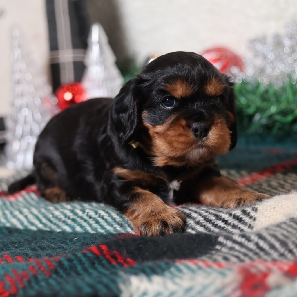 cavalier king charles black and tan