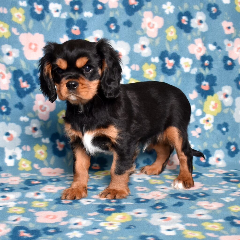 cavalier king charles black and tan