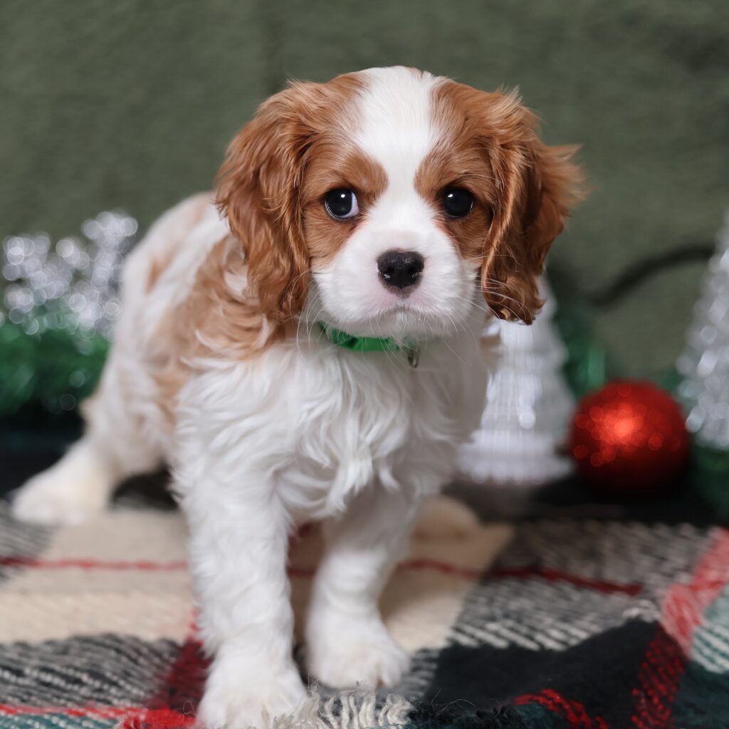 cavalier king charles blenheim