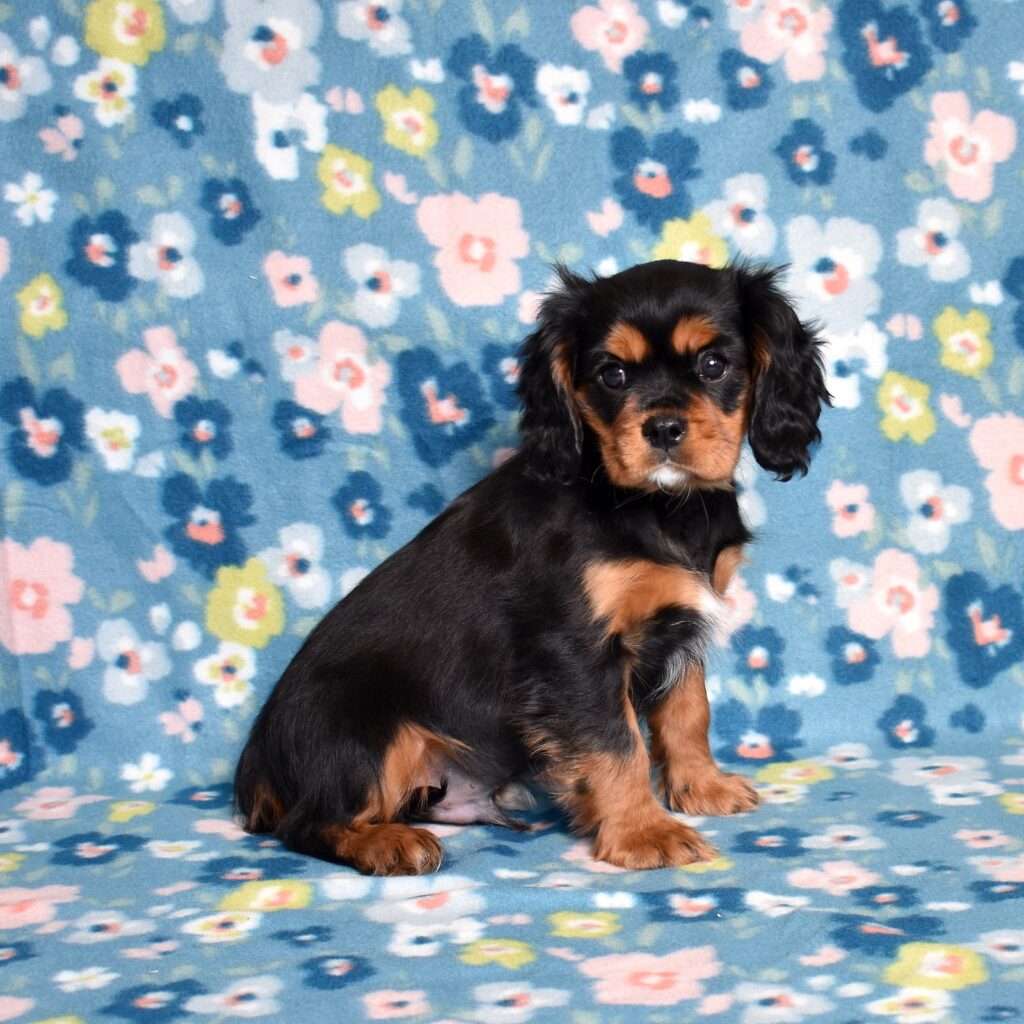 cavalier king charles cavalier puppies